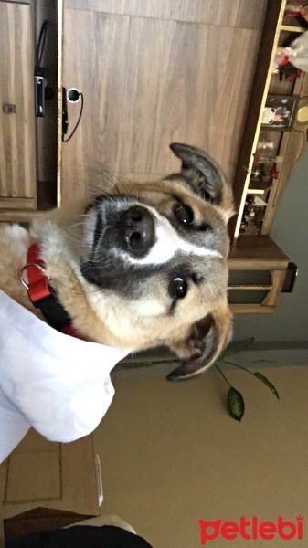Kangal, Köpek  Luna fotoğrafı