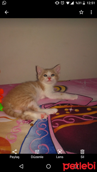 Tekir Kedi, Kedi  Minnoş fotoğrafı