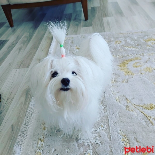 Maltese, Köpek  Lily Luna fotoğrafı
