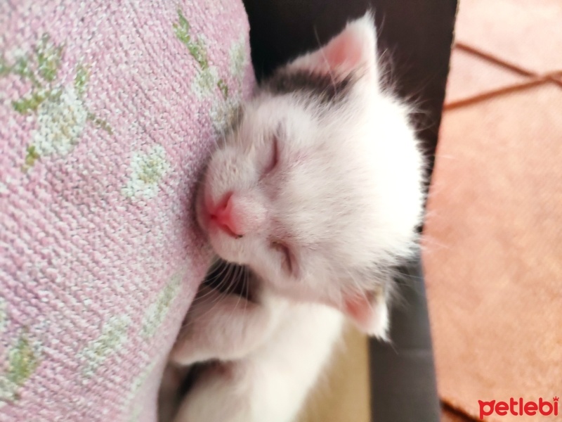 Tekir Kedi, Kedi  Kiraz fotoğrafı