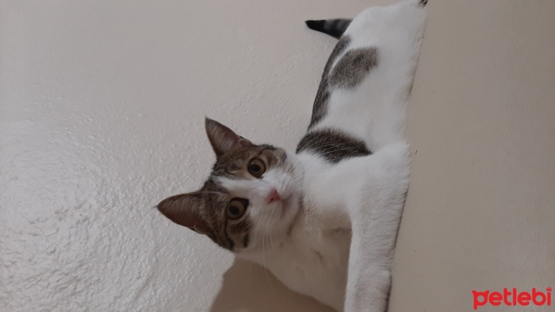 Tekir Kedi, Kedi  Maya fotoğrafı