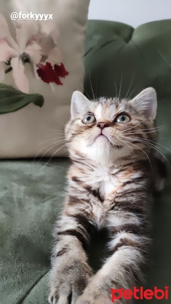 Scottish Fold, Kedi  Mia fotoğrafı