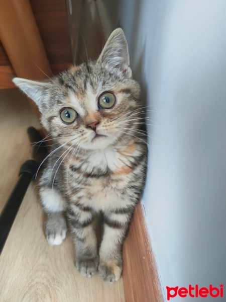 Scottish Fold, Kedi  Mia fotoğrafı