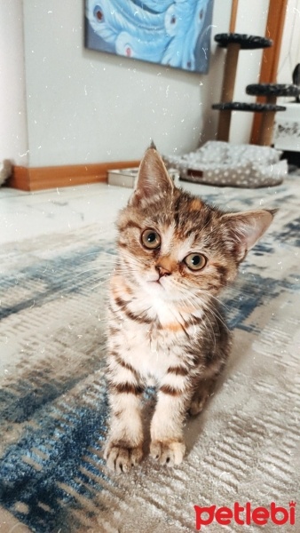 Scottish Fold, Kedi  Mia fotoğrafı
