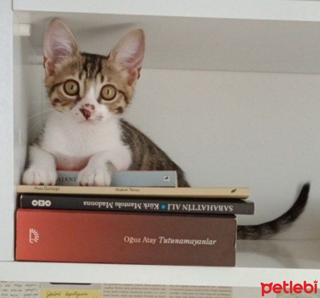 Tekir Kedi, Kedi  Boncuk fotoğrafı