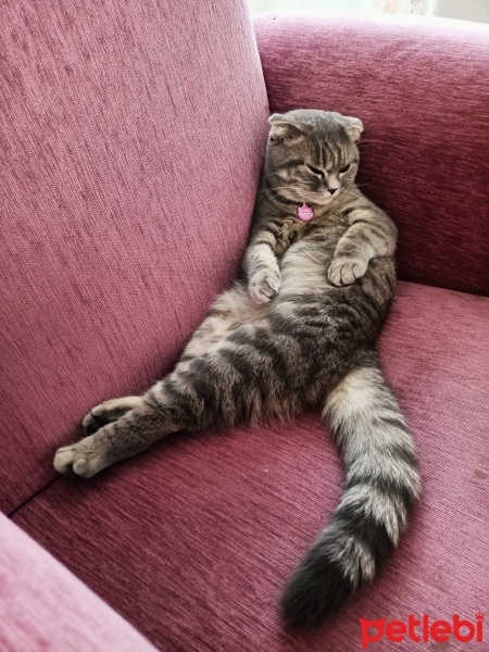 Scottish Fold, Kedi  Lady fotoğrafı