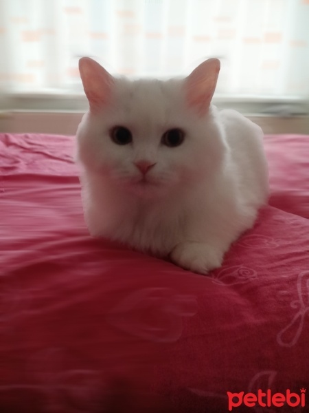 British Shorthair, Kedi  Bulut fotoğrafı
