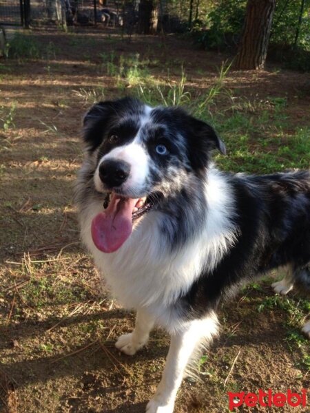 Border Collie, Köpek  Arthur fotoğrafı