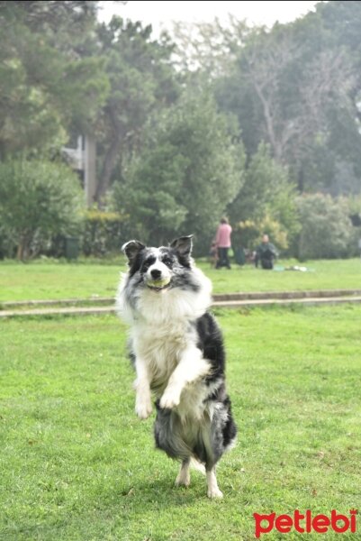 Border Collie, Köpek  Arthur fotoğrafı