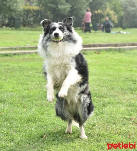 Border Collie, Köpek  Arthur fotoğrafı