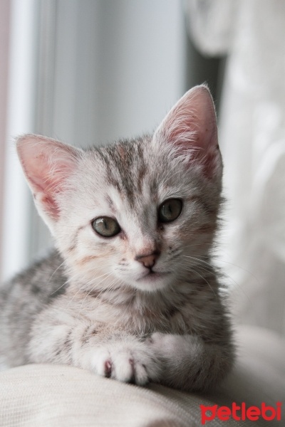 Tekir Kedi, Kedi  Gümüş fotoğrafı