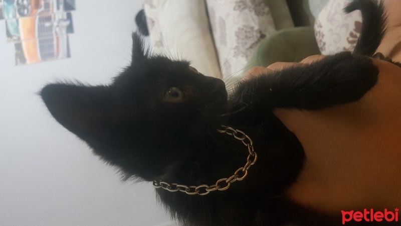 Tekir Kedi, Kedi  Gece fotoğrafı