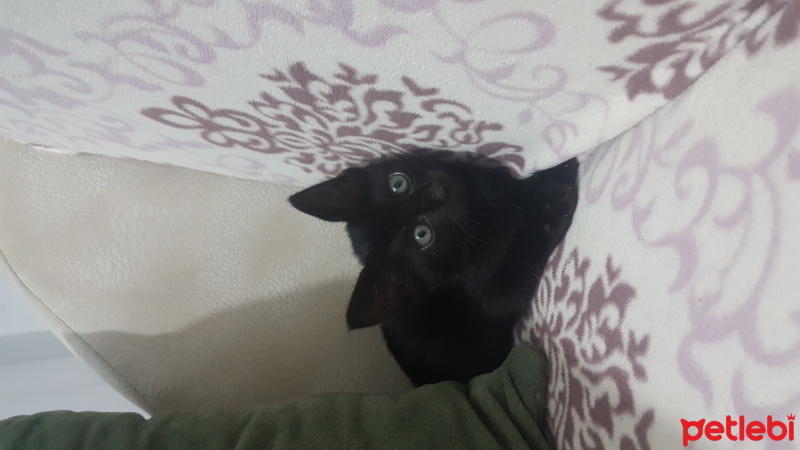 Tekir Kedi, Kedi  Gece fotoğrafı