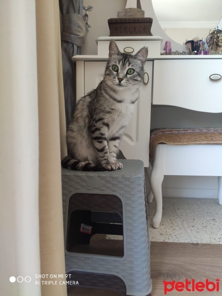 Tekir Kedi, Kedi  tekirKIZcandy fotoğrafı