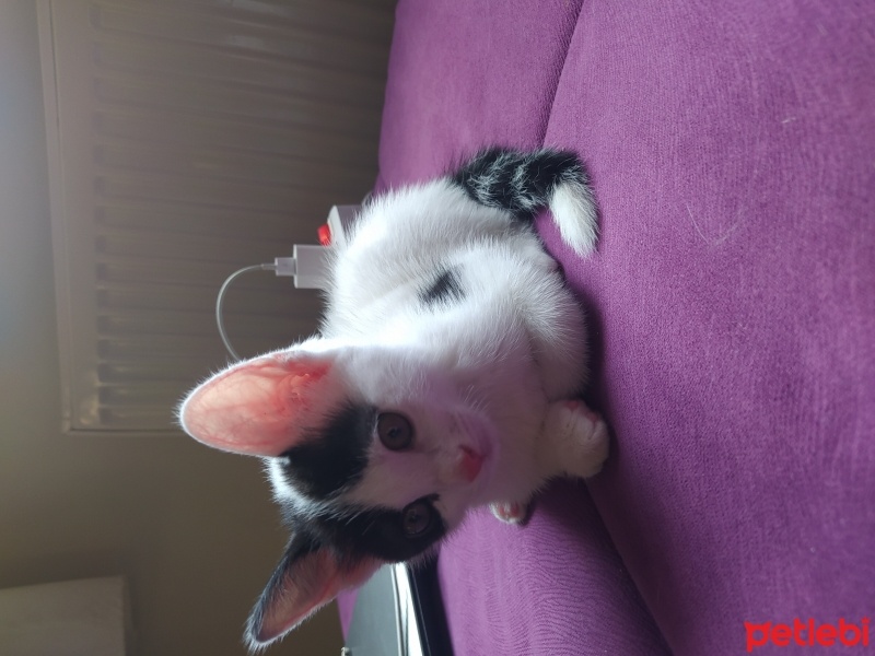 Tekir Kedi, Kedi  Miniş fotoğrafı