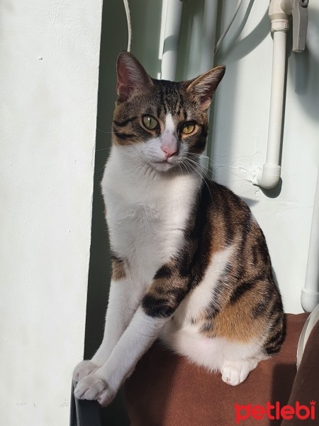 Tekir Kedi, Kedi  Turşu fotoğrafı