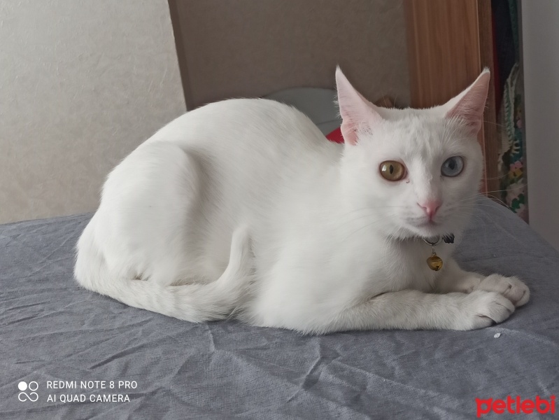 Van Kedisi, Kedi  Sansli fotoğrafı