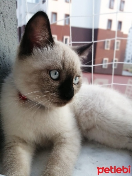 British Shorthair, Kedi  Behlül fotoğrafı