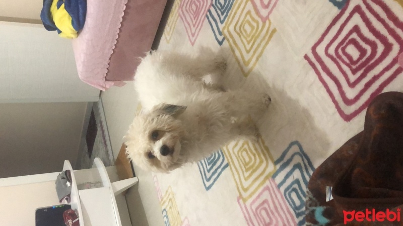 Maltese, Köpek  Maya fotoğrafı