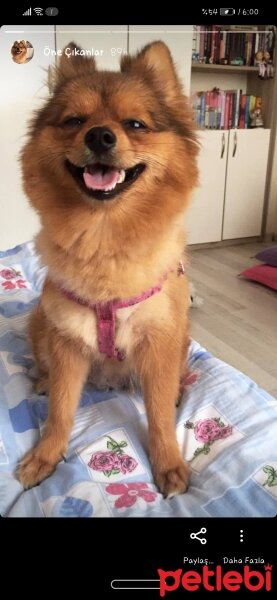 Pomeranyalı, Köpek  Mia fotoğrafı