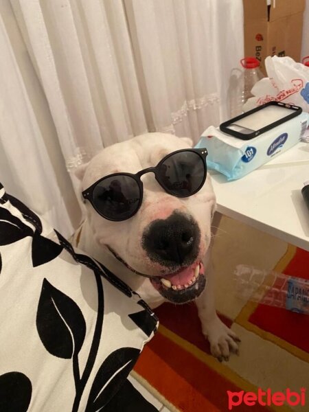 Amerikan Pitbull Terrier, Köpek  Tina fotoğrafı