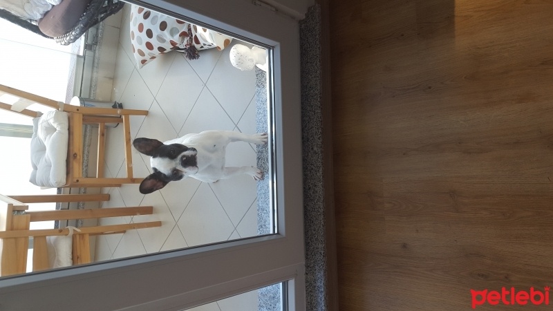 Fransız Bulldog, Köpek  Ares fotoğrafı