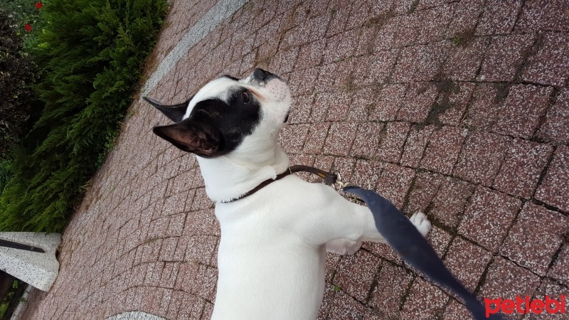 Fransız Bulldog, Köpek  Ares fotoğrafı