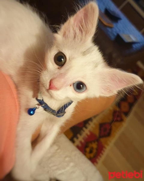 Tuxedo (Smokin) Kedi, Kedi  Mira fotoğrafı