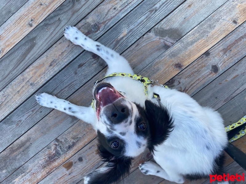 Border Collie, Köpek  Woolf fotoğrafı