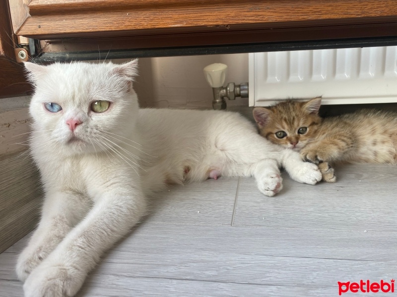 Scottish Fold, Kedi  Mia fotoğrafı