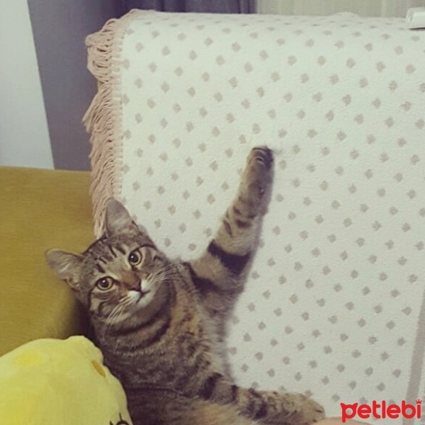 Tekir Kedi, Kedi  Naz  fotoğrafı