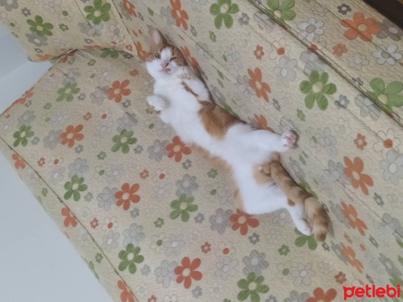 Sarman, Kedi  Bayım fotoğrafı