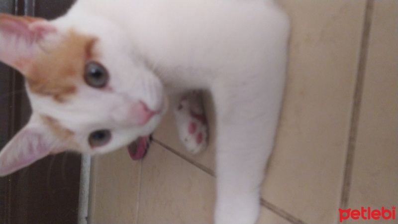 Sarman, Kedi  Susam fotoğrafı