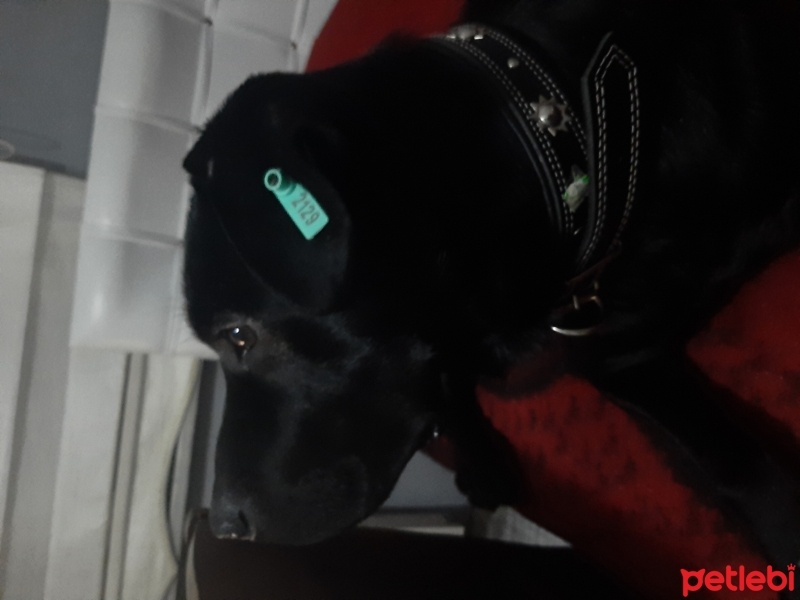 Labrador Retriever, Köpek  Leo fotoğrafı