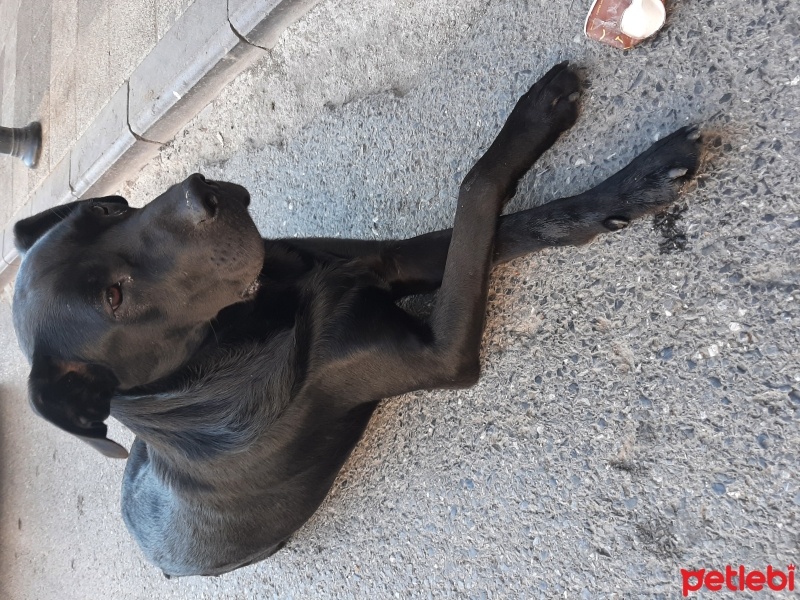 Labrador Retriever, Köpek  Leo fotoğrafı