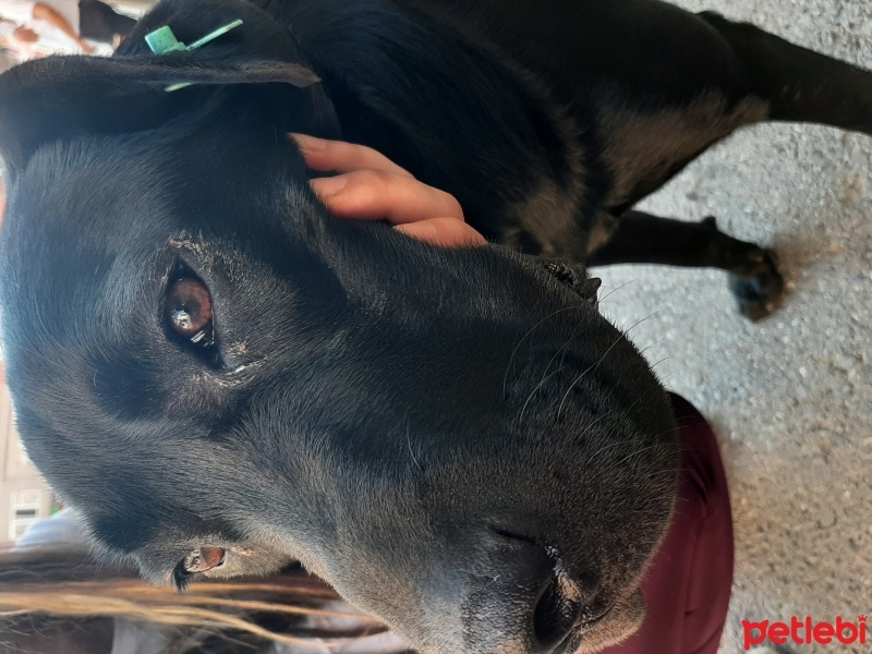 Labrador Retriever, Köpek  Leo fotoğrafı