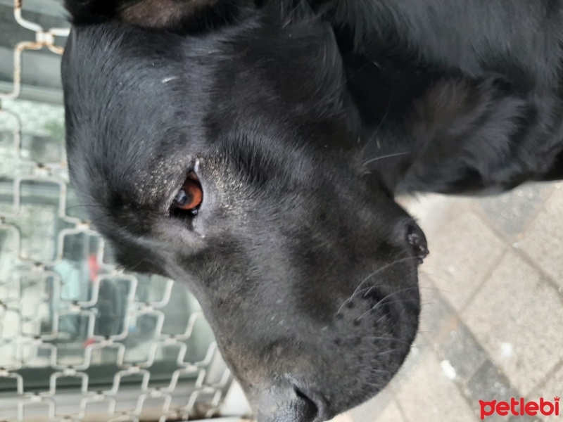 Labrador Retriever, Köpek  Leo fotoğrafı