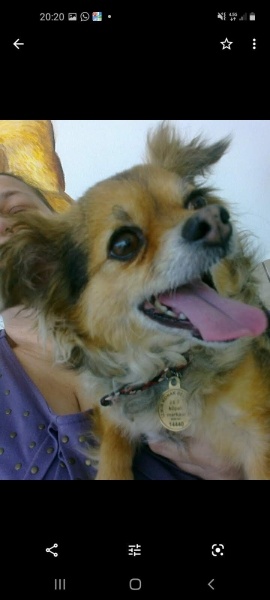 Chihuahua, Köpek  Kraker fotoğrafı