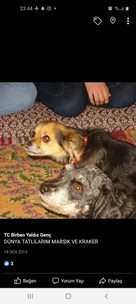 Chihuahua, Köpek  Kraker fotoğrafı