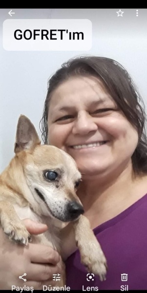 Chihuahua, Köpek  Kraker fotoğrafı