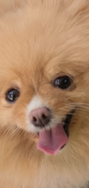 Chihuahua, Köpek  Kraker fotoğrafı