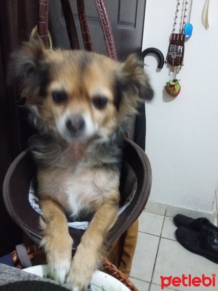 Chihuahua, Köpek  Kraker fotoğrafı