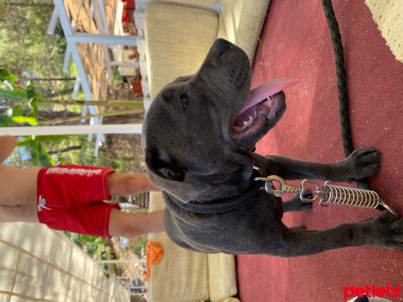 Staffordshire Bull Terrier, Köpek  Luna fotoğrafı
