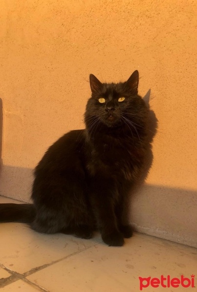 Bombay, Kedi  KÖMÜR fotoğrafı