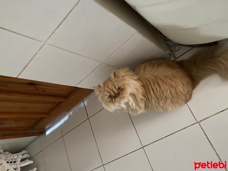 İran Kedisi (Persian), Kedi  Şanslı fotoğrafı