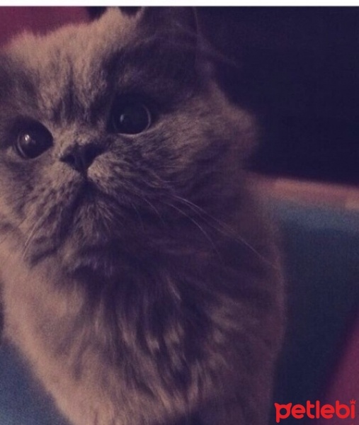 İran Kedisi (Persian), Kedi  Pişo fotoğrafı