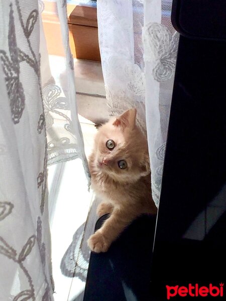 British Shorthair, Kedi  Venüs fotoğrafı