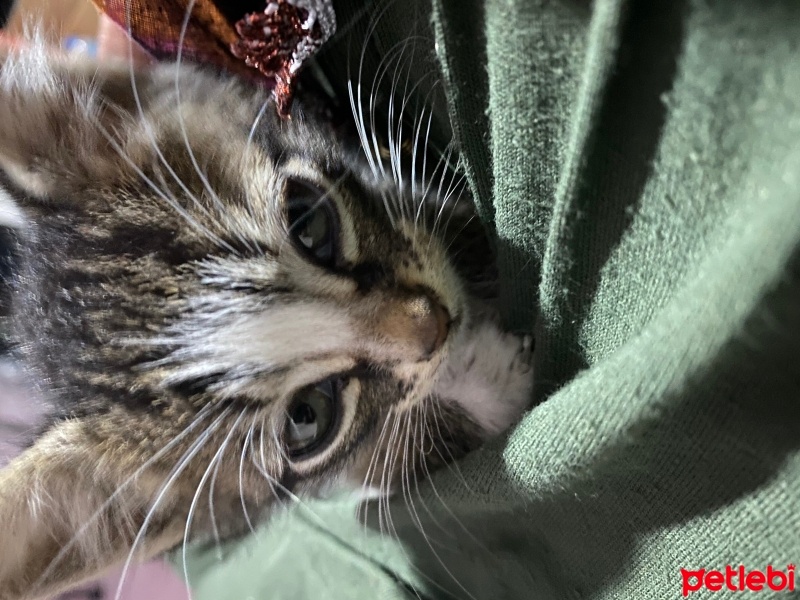 Tekir Kedi, Kedi  Minnoş fotoğrafı