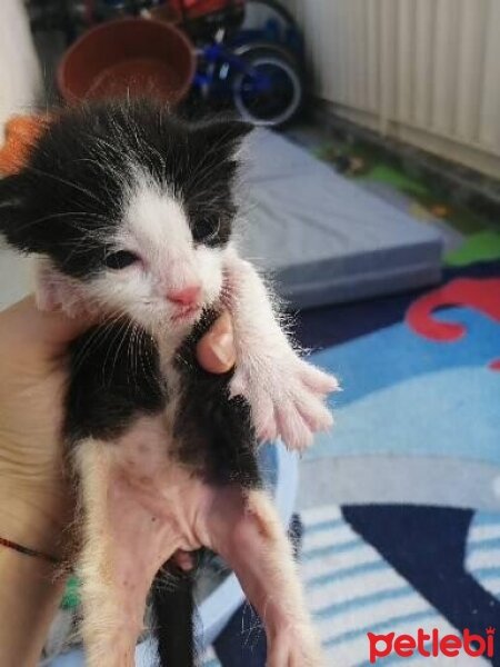 Ankara Kedisi, Kedi  Panda fotoğrafı