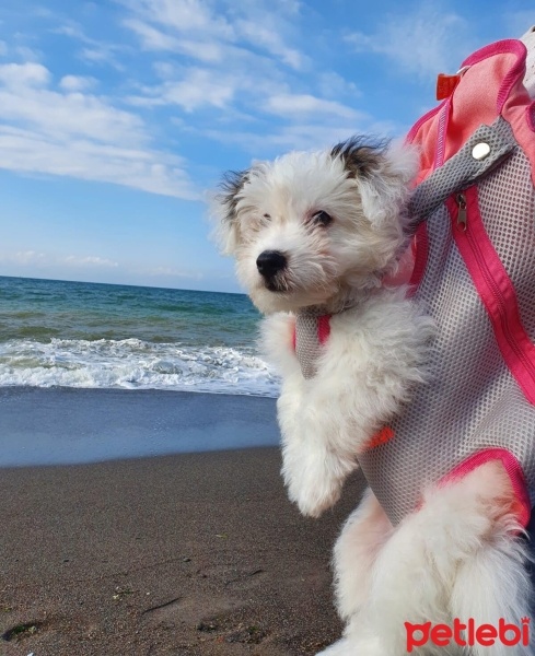 Maltese, Köpek  rosie fotoğrafı